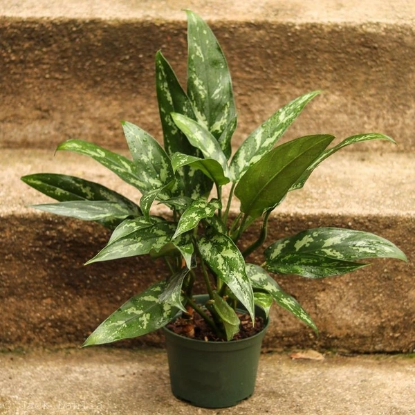 Aglaonema emerald beauty - self watering pot 