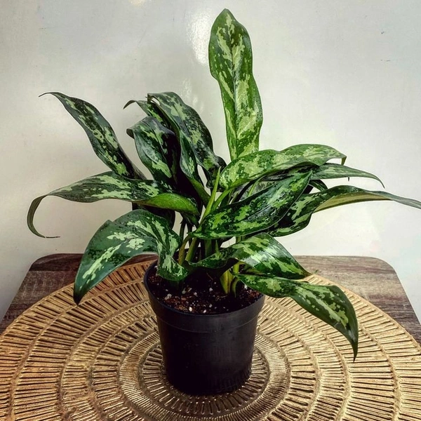 Aglaonema emerald beauty - self watering pot 