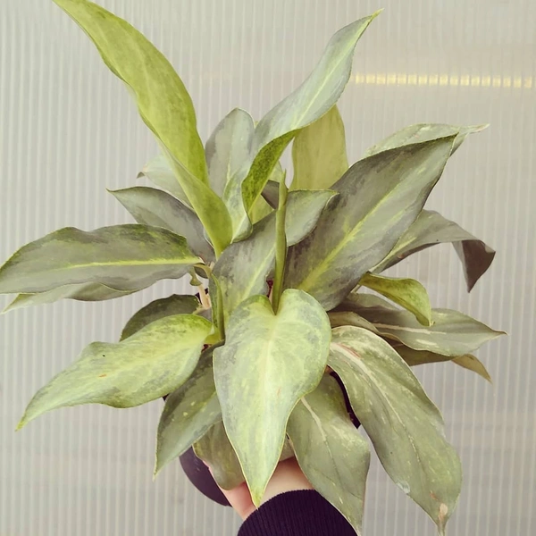 Aglaonema Ghost  - self watering pot 