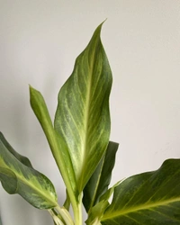 Aglaonema Ghost  - self watering pot 