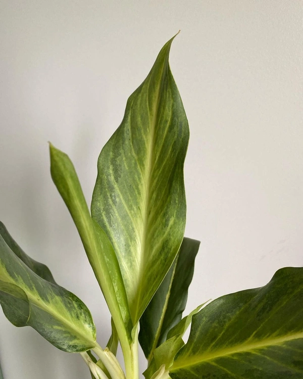 Aglaonema Ghost  - self watering pot 