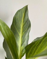 Aglaonema Ghost  - self watering pot 