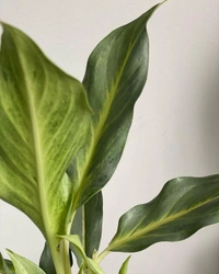 Aglaonema Ghost  - self watering pot 