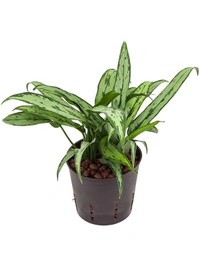 Aglaonema Cutlass - brown / black standard pot 