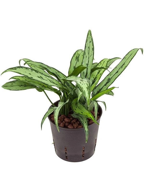 Aglaonema Cutlass - brown / black standard pot 