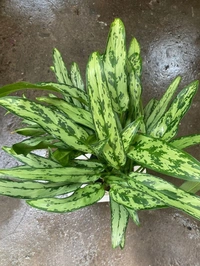 Aglaonema Cutlass - brown / black standard pot 