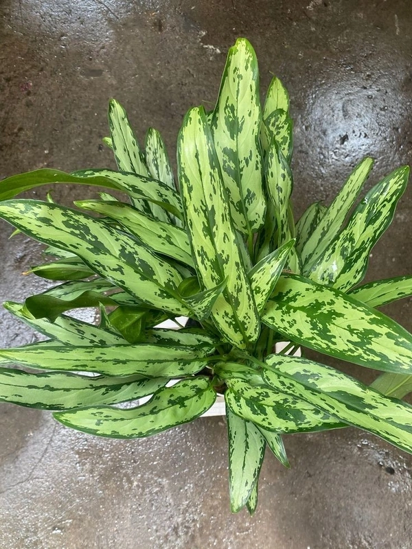 Aglaonema Cutlass - brown / black standard pot 