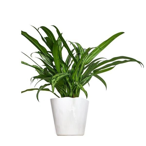 Aglaonema Cutlass - white standard pot 