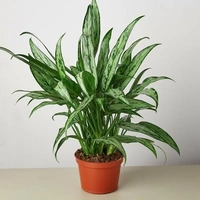 Aglaonema Cutlass - self watering pot 