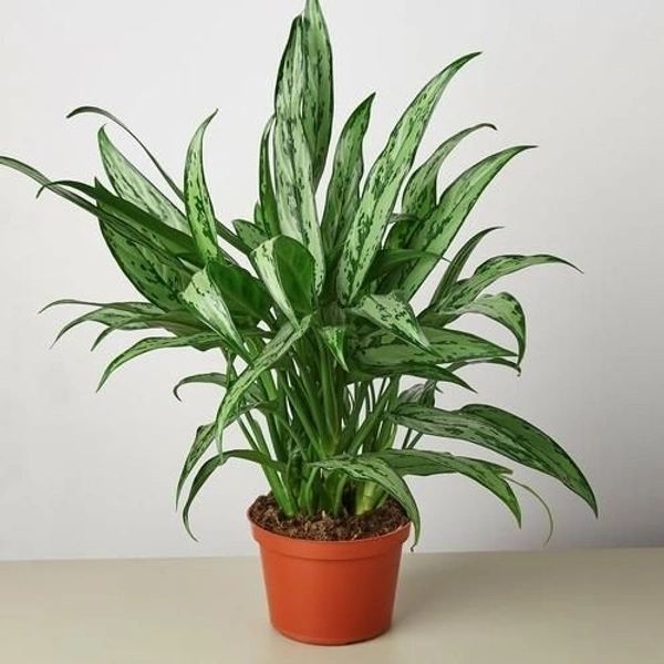 Aglaonema Cutlass - self watering pot 