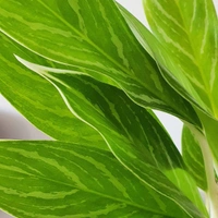 Aglaonema White Stem - white standard pot 