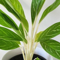Aglaonema White Stem - white standard pot 