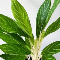 Aglaonema White Stem - white standard pot 