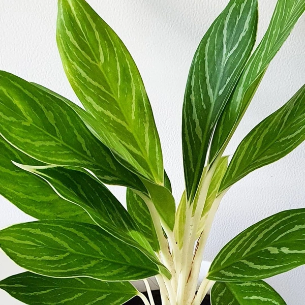 Aglaonema White Stem - white standard pot 