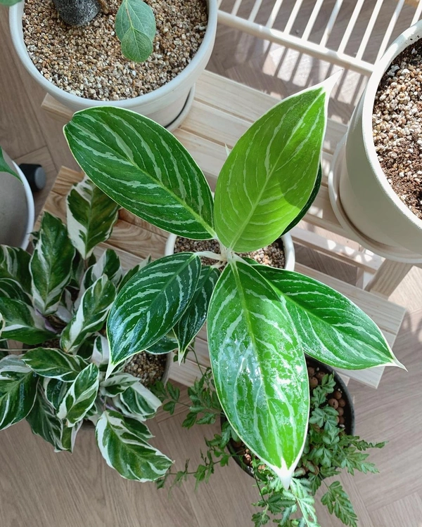 Aglaonema White Stem - white standard pot 