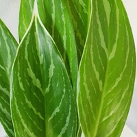 Aglaonema White Stem - white standard pot 