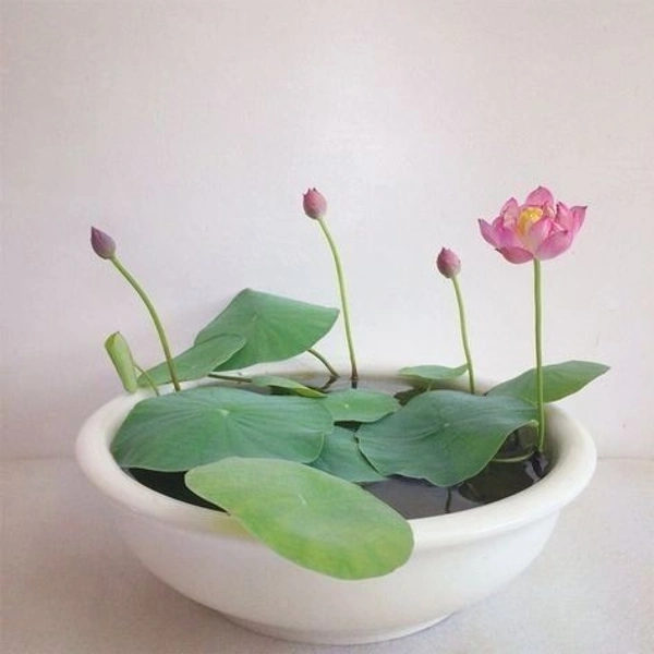 Lotus Plant ( Pink ) - with tray 