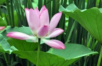 Lotus Plant ( Pink ) - with tray 
