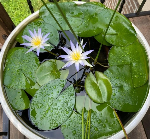 Lotus Plant ( Purple ) - without tray , 15 - 18 inch