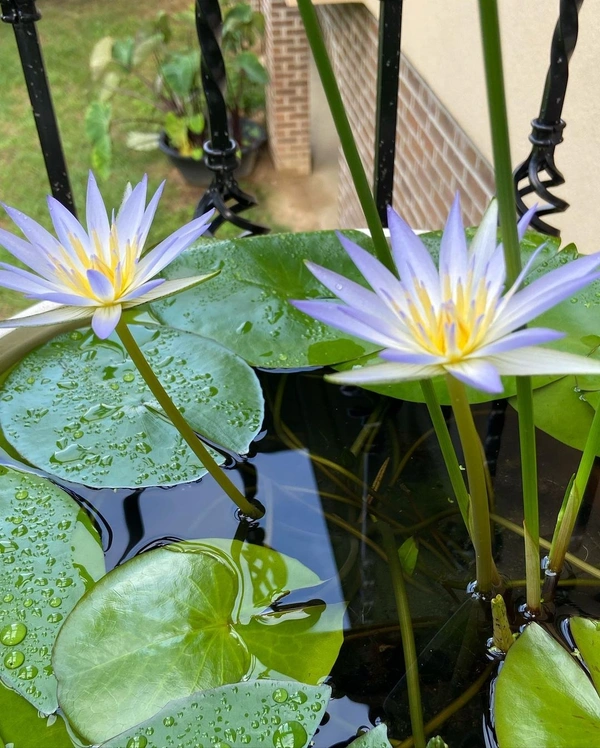 Lotus Plant ( Purple ) - without tray , 15 - 18 inch