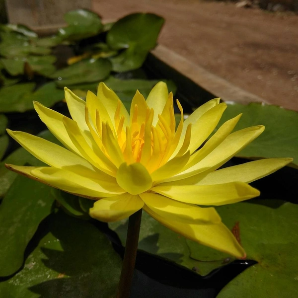 Lotus Plant ( Yellow )  - without tray , 15 - 18 inch
