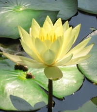 Lotus Plant ( Yellow )  - without tray , 15 - 18 inch