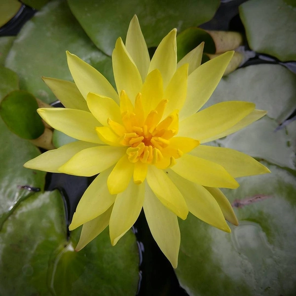 Lotus Plant ( Yellow )  - with tray 