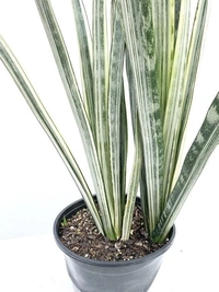 Sansevieria Bantel Sensation  - self watering pot 