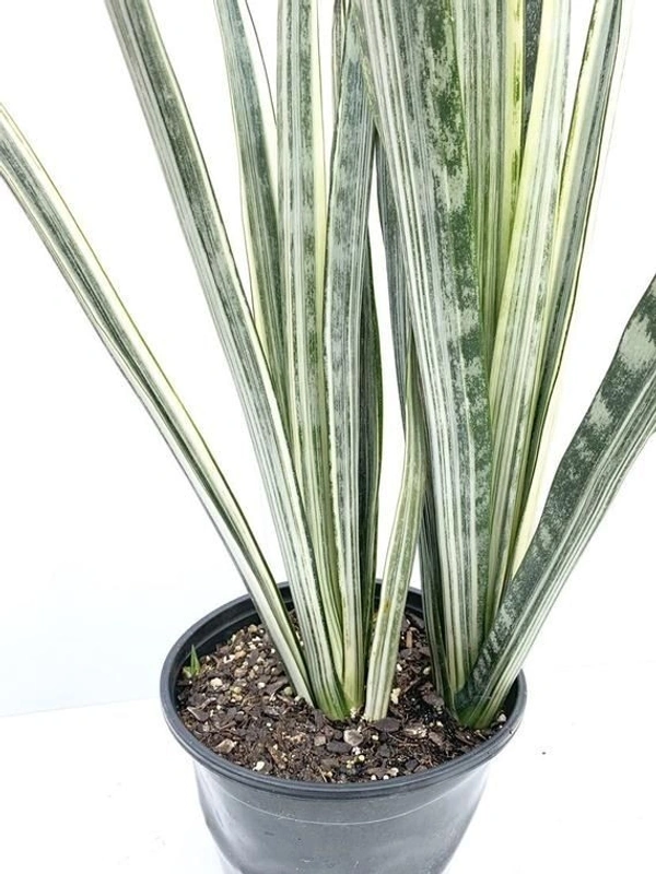 Sansevieria Bantel Sensation  - self watering pot 