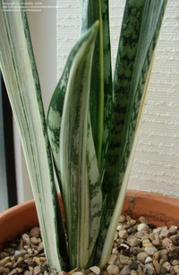 Sansevieria Bantel Sensation  - self watering pot 
