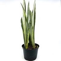 Sansevieria Bantel Sensation  - self watering pot 