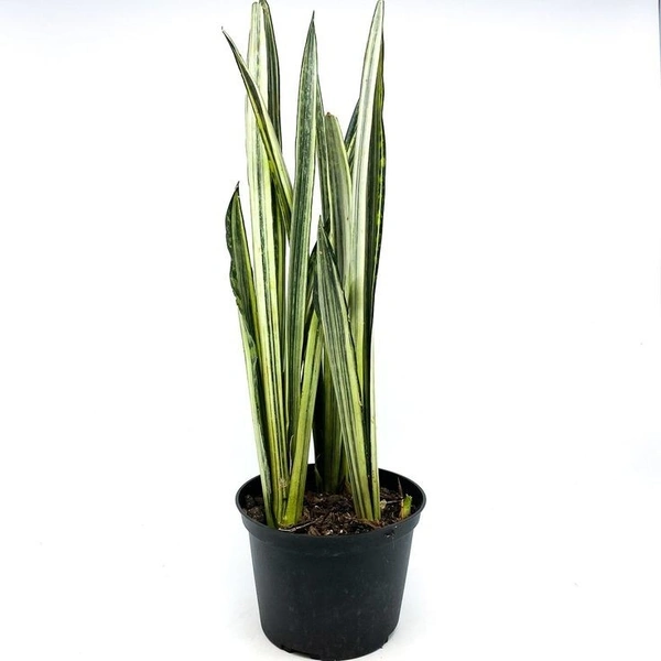Sansevieria Bantel Sensation  - self watering pot 
