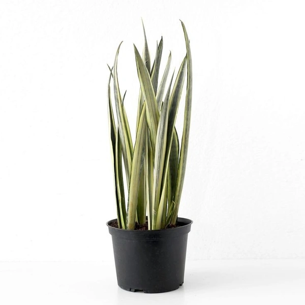 Sansevieria Bantel Sensation  - self watering pot 