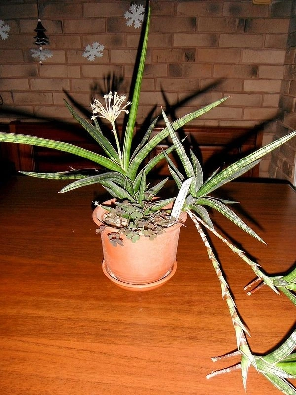 Sansevieria Ballyi - brown standard pot , 15 ( h ) × 20 ( b ) cm
