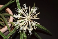 Sansevieria Ballyi - brown standard pot , 15 ( h ) × 20 ( b ) cm