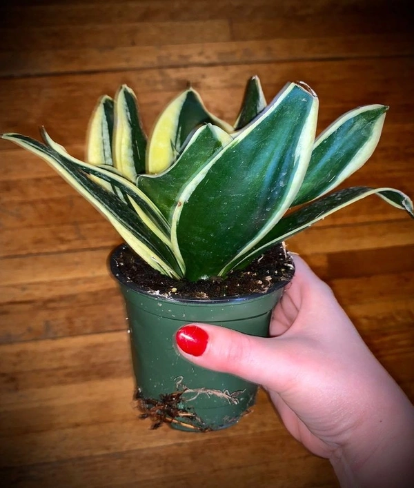 Sansevieria Black Jack  - white standard pot 