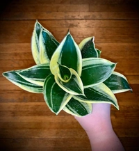 Sansevieria Black Jack  - self watering pot 