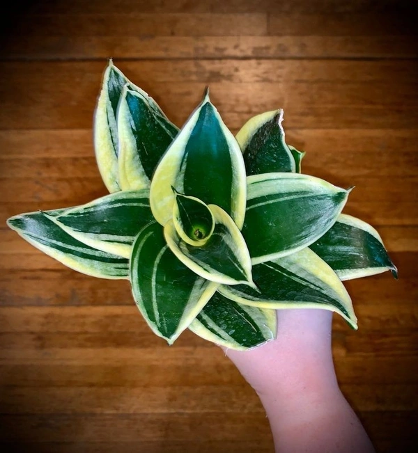 Sansevieria Black Jack  - self watering pot 