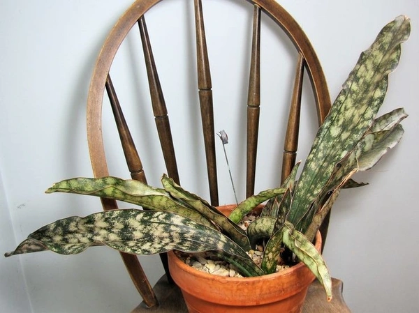 Sansevieria Copper Tone  - white standard pot 