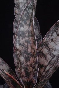 Sansevieria Copper Tone  - white standard pot 
