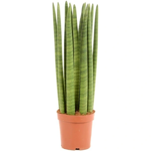 Sansevieria Cylindrica  - self watering pot 