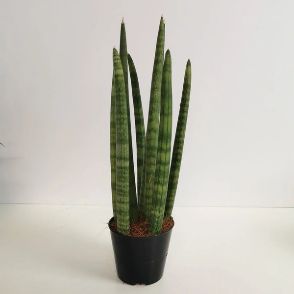 Sansevieria Cylindrica  - self watering pot 