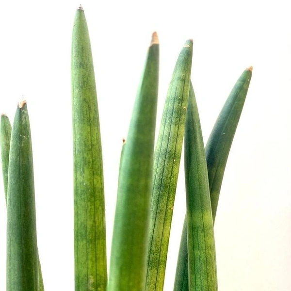 Sansevieria Cylindrica  - self watering pot 