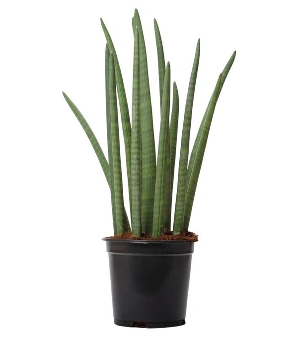 Sansevieria Cylindrica  - self watering pot 