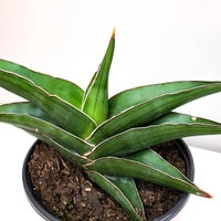 Sansevieria Ehrenbergii - white standard pot 