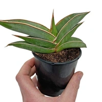 Sansevieria Ehrenbergii - self watering pot 