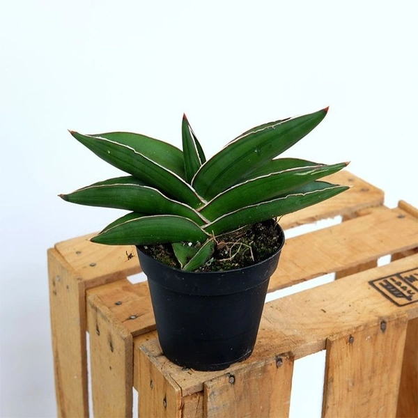 Sansevieria Ehrenbergii - self watering pot 