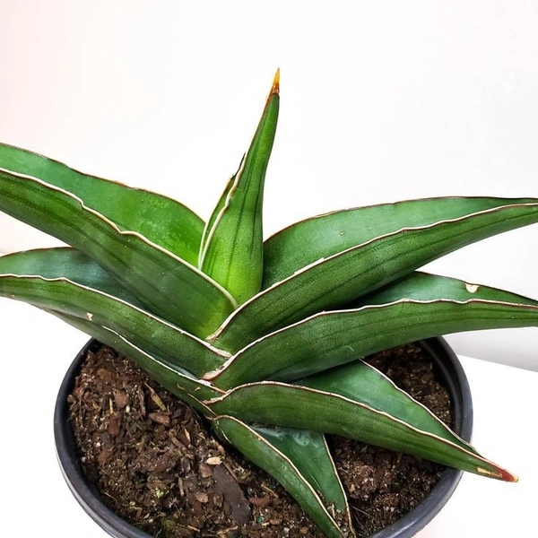 Sansevieria Ehrenbergii - self watering pot 