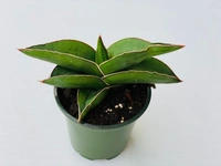 Sansevieria Ehrenbergii - self watering pot 
