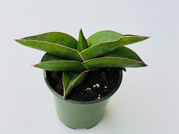 Sansevieria Ehrenbergii - self watering pot 